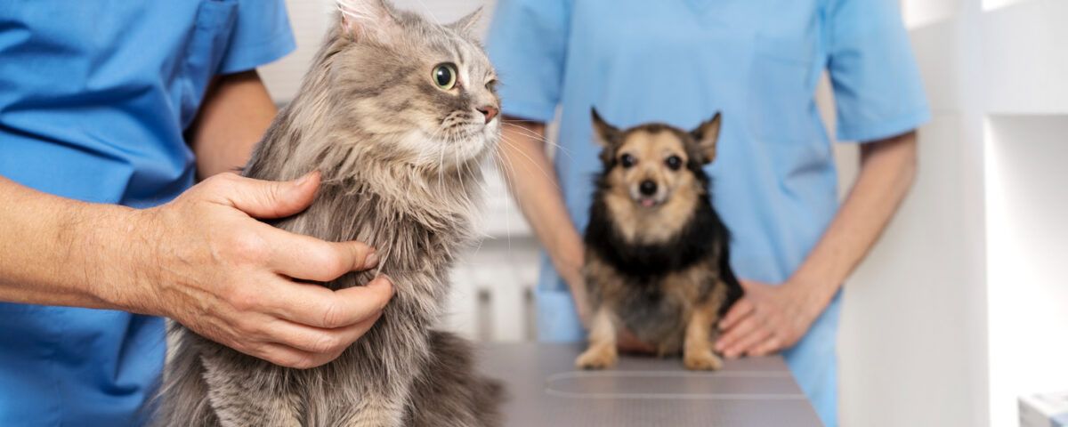cabinet-veterinar-sector-4