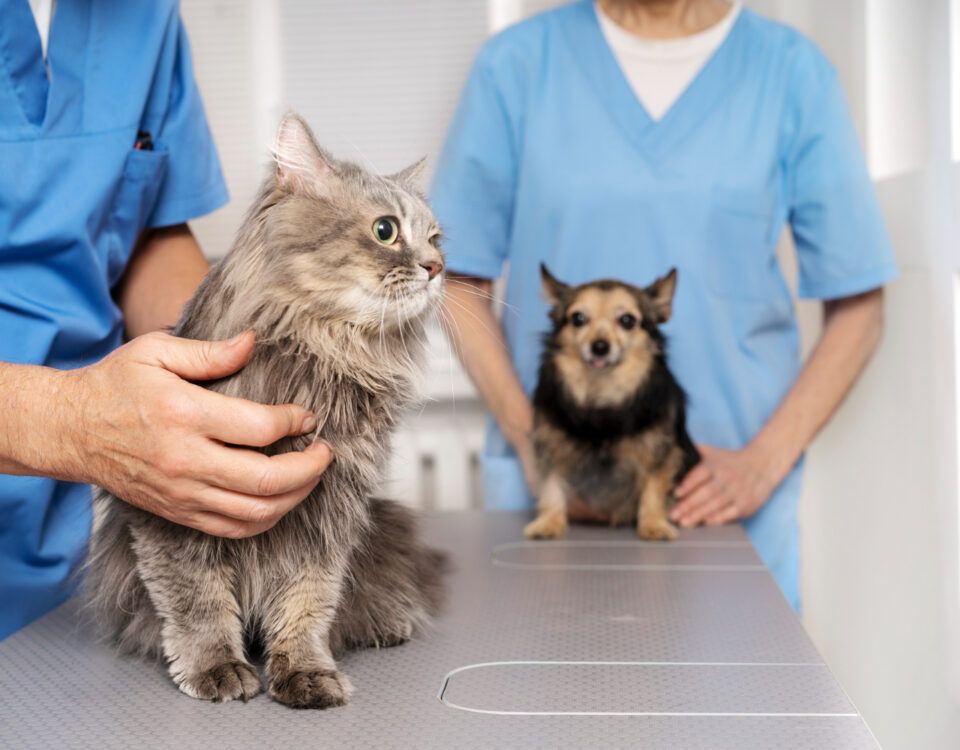 cabinet-veterinar-sector-4